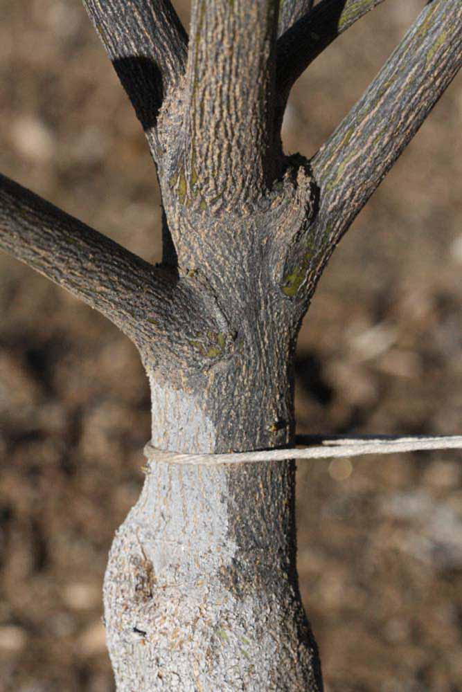              Bark (Riverside, CA)       